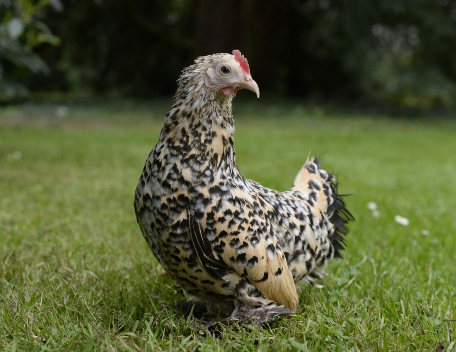 Poule Sabelpoot La Poule D Ornement Sabelpoot Magalli