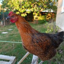 Poule Ayam Cemani - La poule d'ornement Ayam Cemani - Magalli
