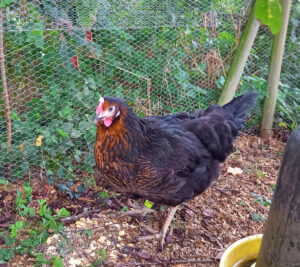 Enclos protégé par un grillage fin en enterré pour sécuriser les poules faces aux prédateurs