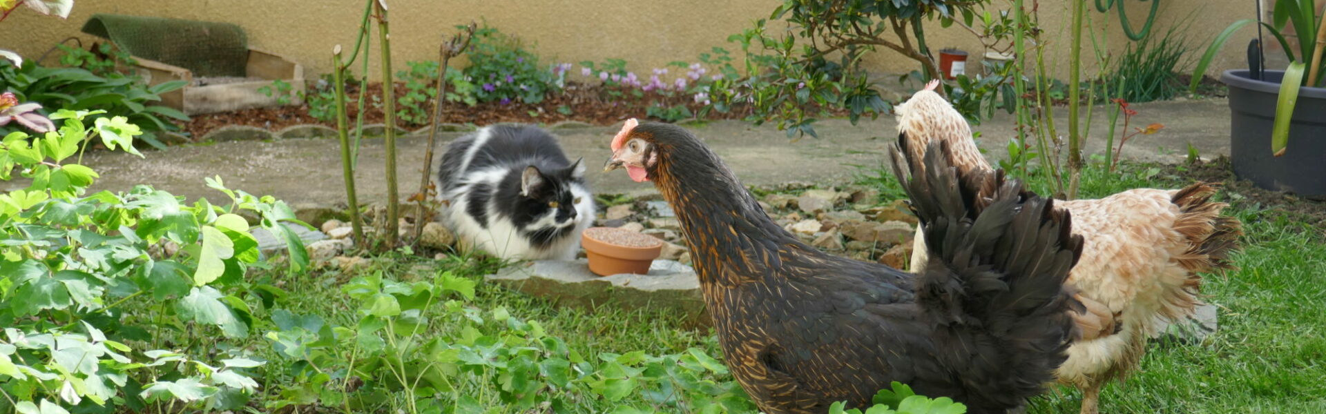 Poule en compagnie d'un chat dans un jardin familial