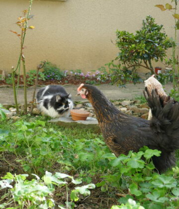 Poule en compagnie d'un chat dans un jardin familial