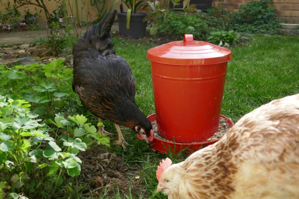 Poules qui mangent