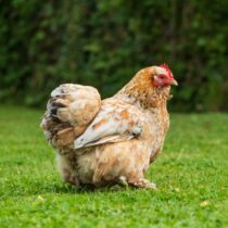 Poule dans jardin