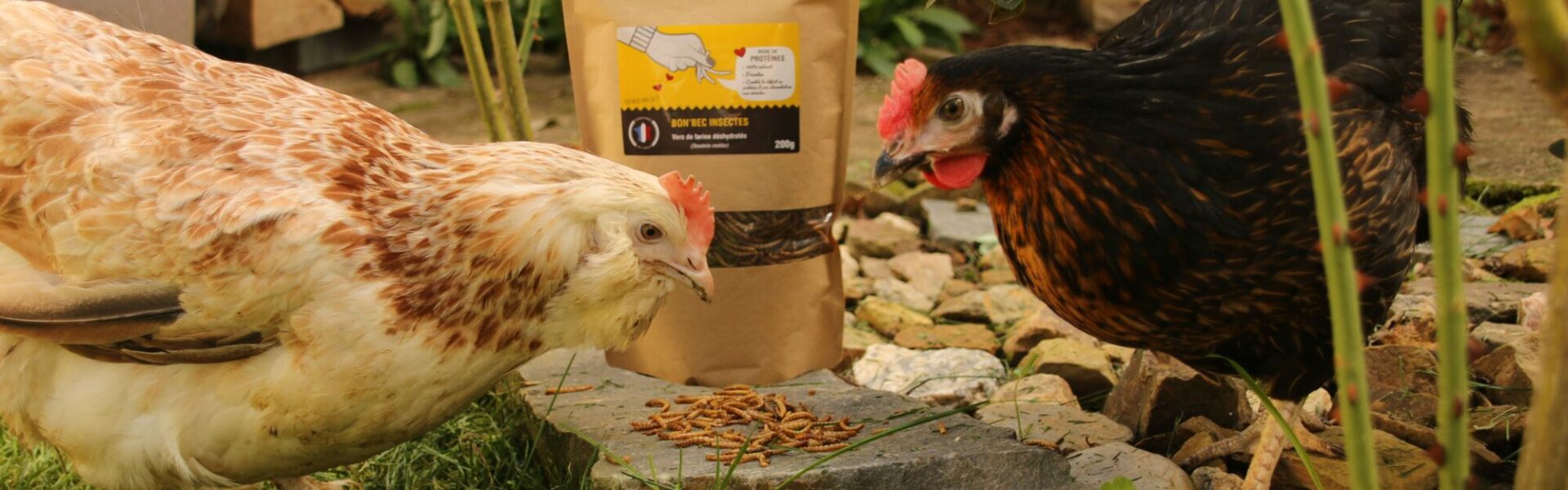 Vers de farine pour les poules : comment les élever