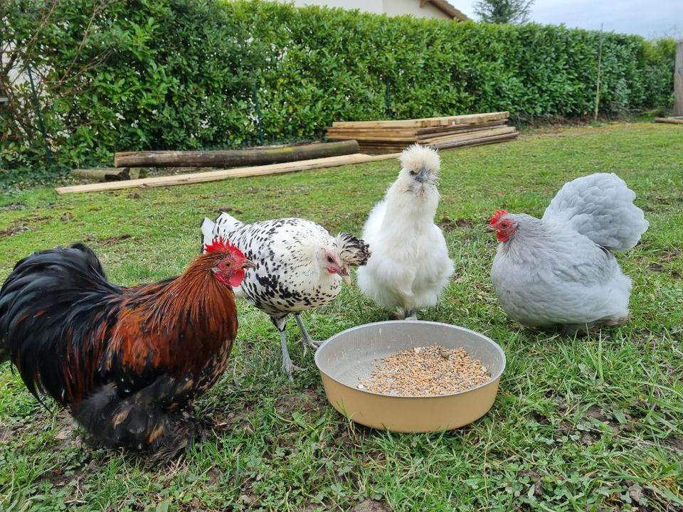 Poules en train de prendre leur repas dans un jardin aménagé