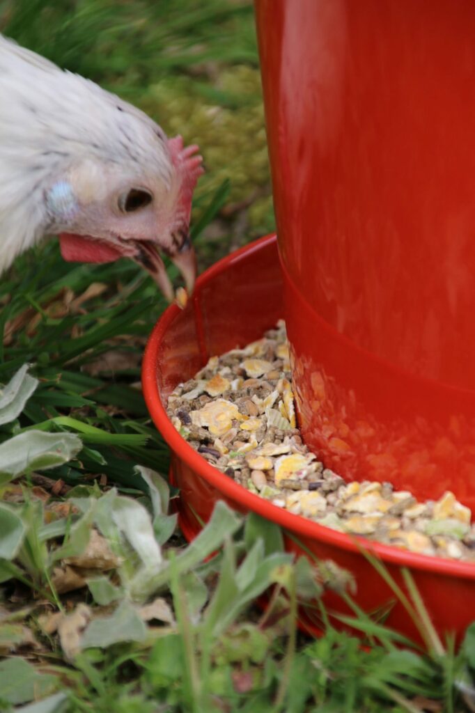 Les poules apprécient les ingrédients colorés tels que les céréales et graines.