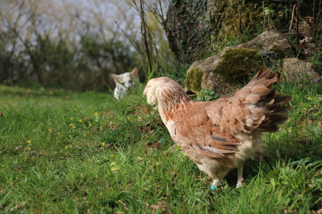 Protéger les poules contre les prédateurs avec des solutions simples et efficaces