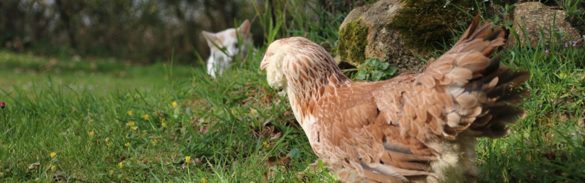 Protéger les poules contre les prédateurs avec des solutions simples et efficaces