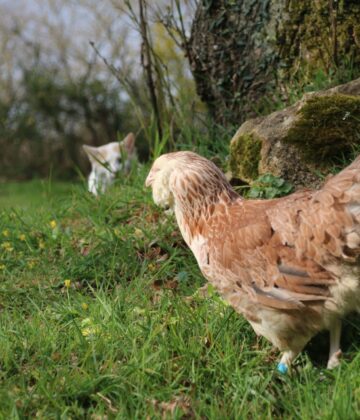 Protéger les poules contre les prédateurs avec des solutions simples et efficaces