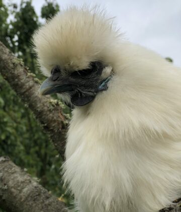 Poule soie blanche