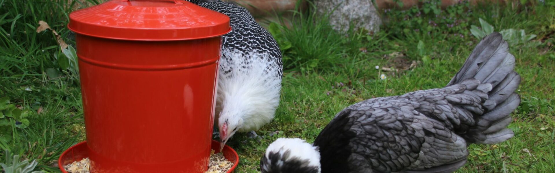 Poules picorant une alimentation équilibrée à base de céréales riche en protéines pour la santé et la ponte.