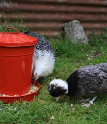 Poules picorant une alimentation équilibrée à base de céréales riche en protéines pour la santé et la ponte.