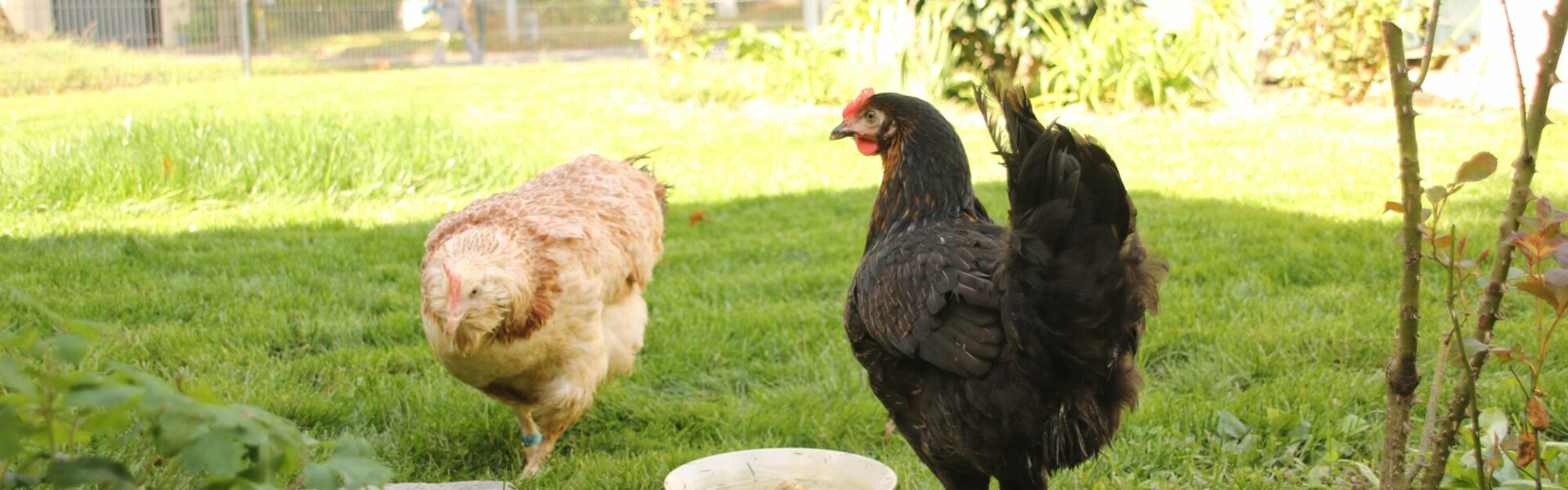 Poules dans un jardin avec des voisins proches