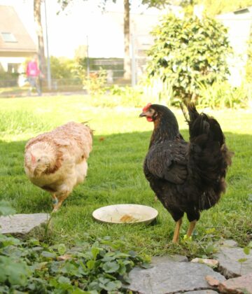 Poules dans un jardin avec des voisins proches